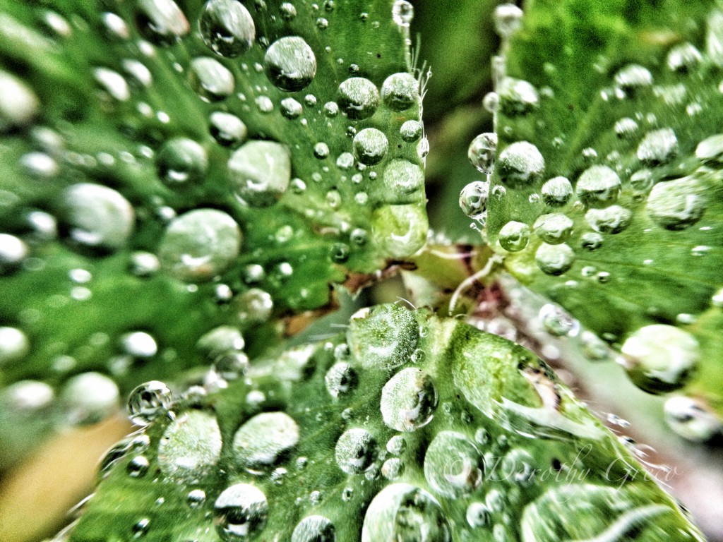 Dew on Clover