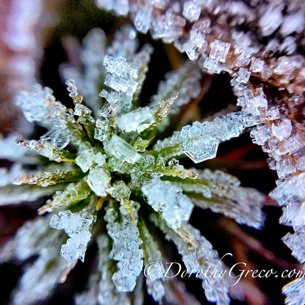 Morning frost