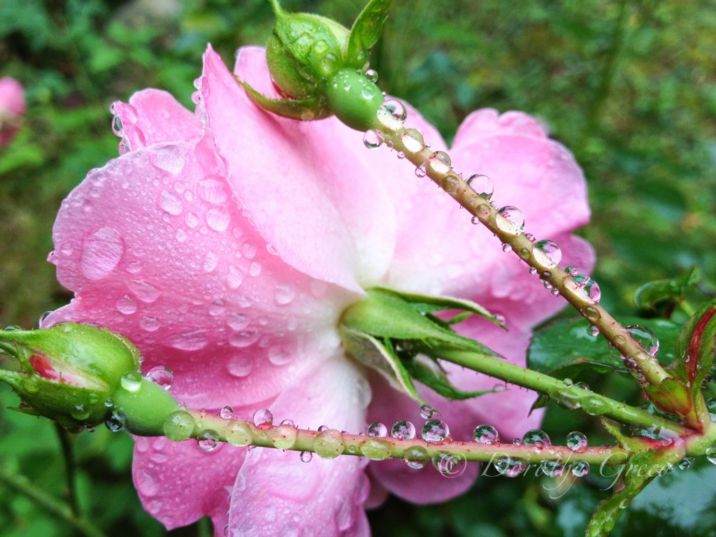 Water drops on rose