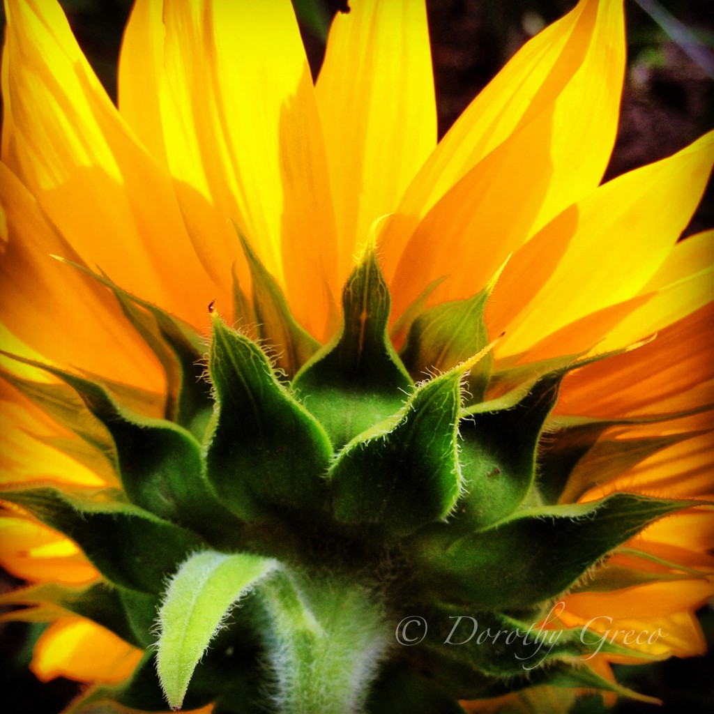 Sunflower, Littleton, MA