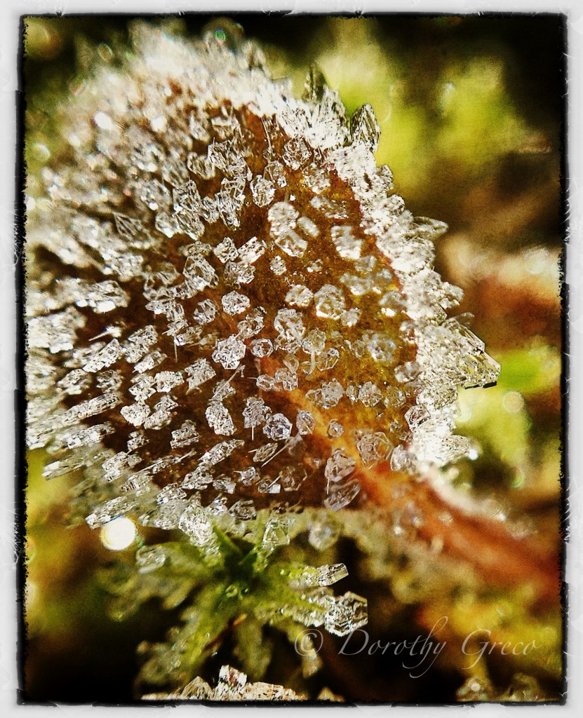 Frost on Clover Leaf