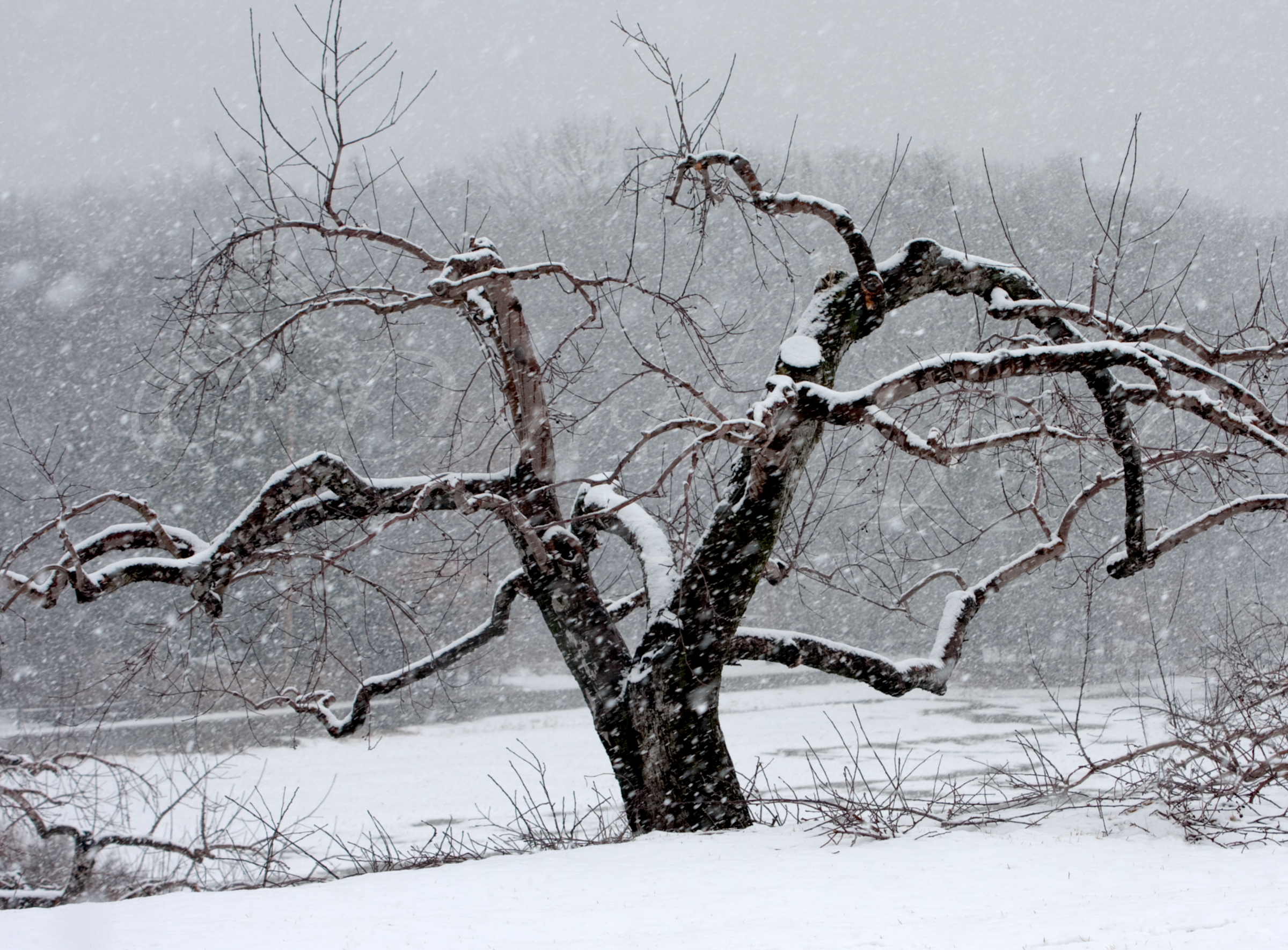 Winter, Bolton, MA