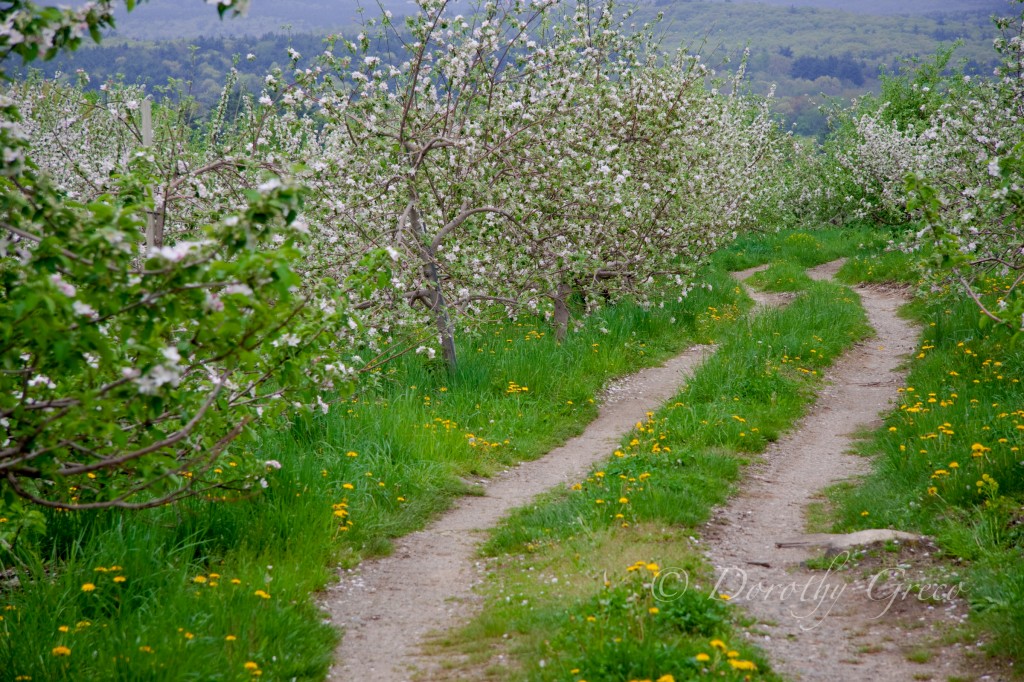 April, apple orchard 