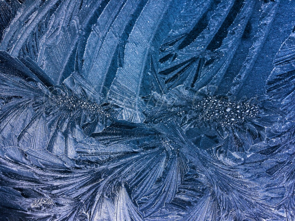 frost-Jan-0114-138-©DGreco-2