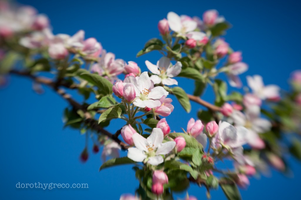 Apple blossoms, spring, Harvard, MA