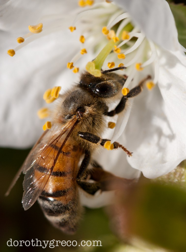 Honey Bee, Harvard, MA