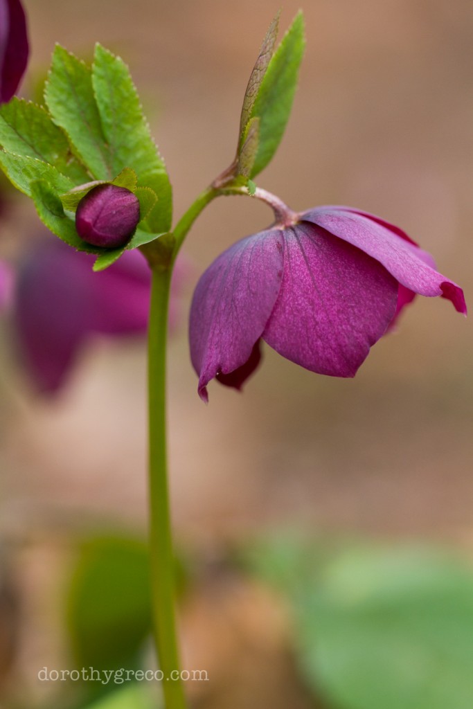 Hellebore15-Apr-0415-023-©DGreco