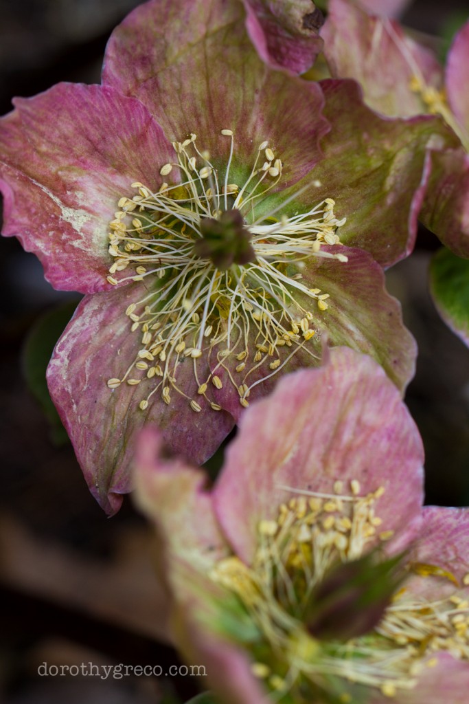 Hellebore15-Apr-0415-025-©DGreco