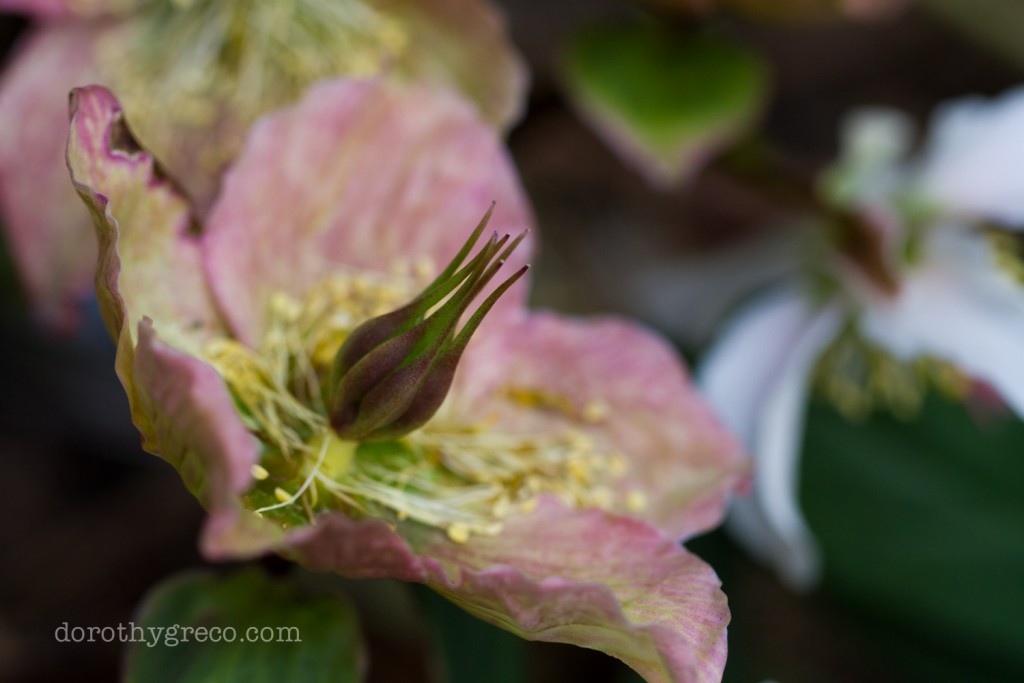 Hellebore15-Apr-0415-029-©DGreco