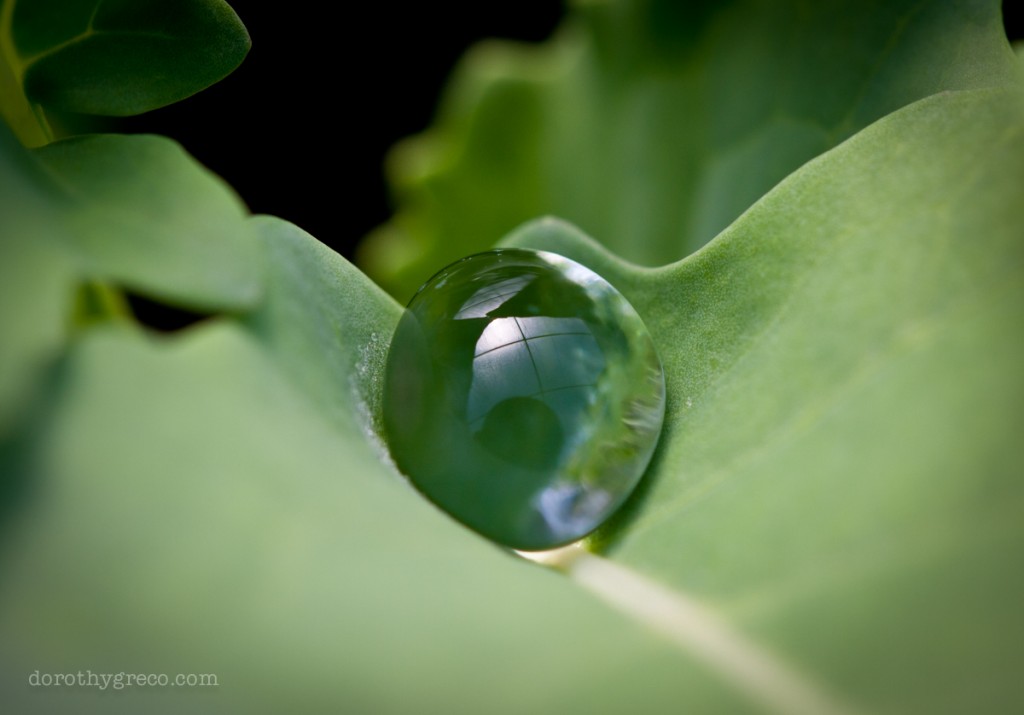 water drop on kale leaf