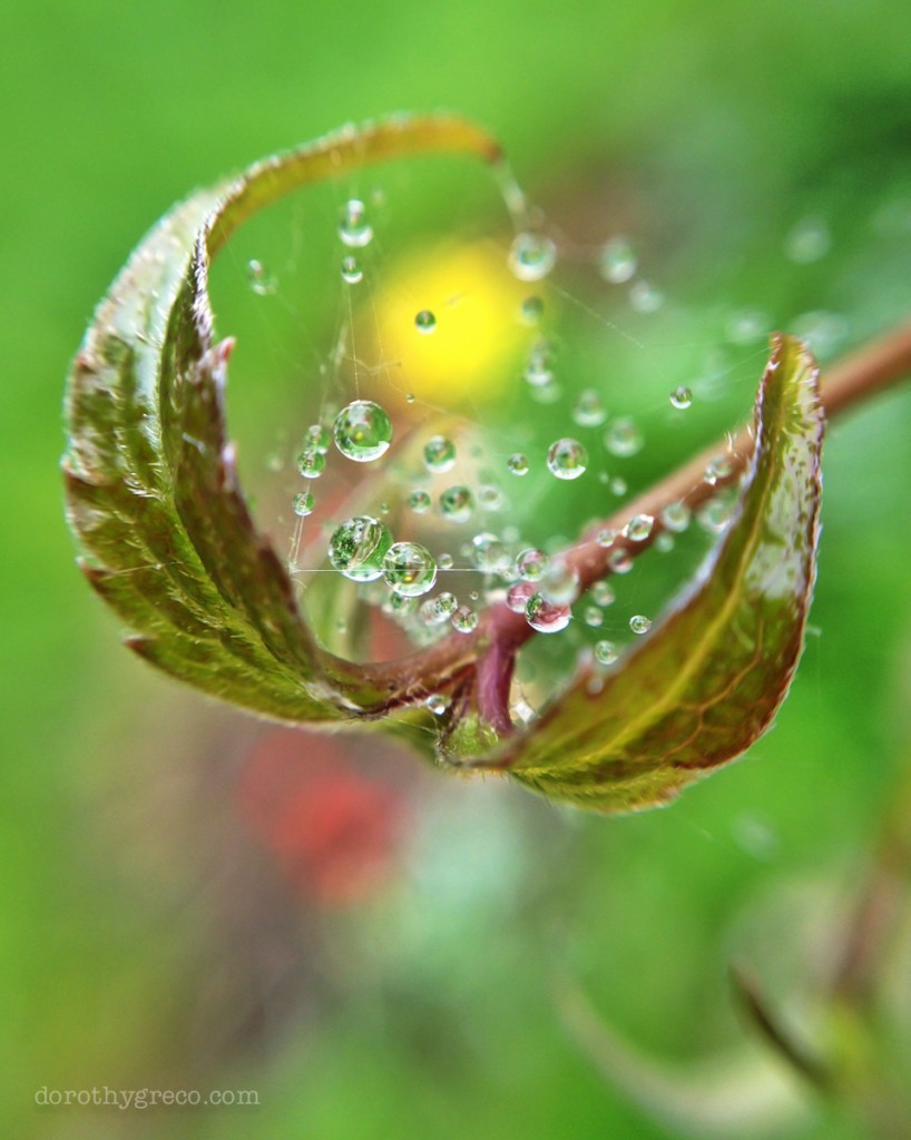 Macro Photography Of Water Drops