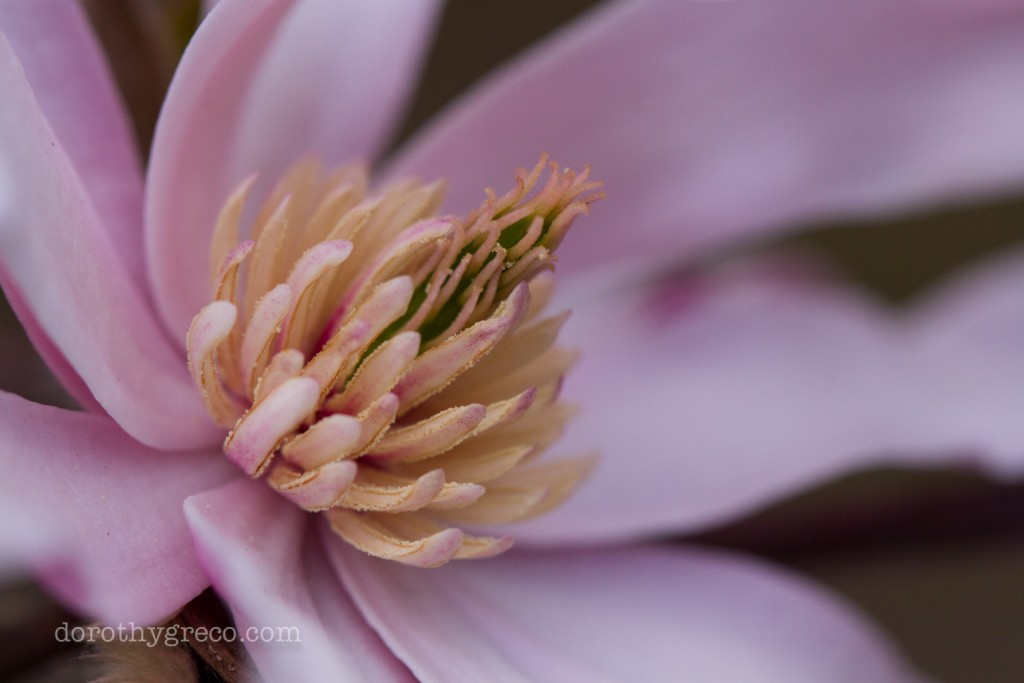 magnolia-Apr-0415-024-©DGreco