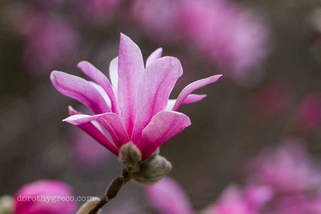 magnolia-Apr-0415-035-©DGreco