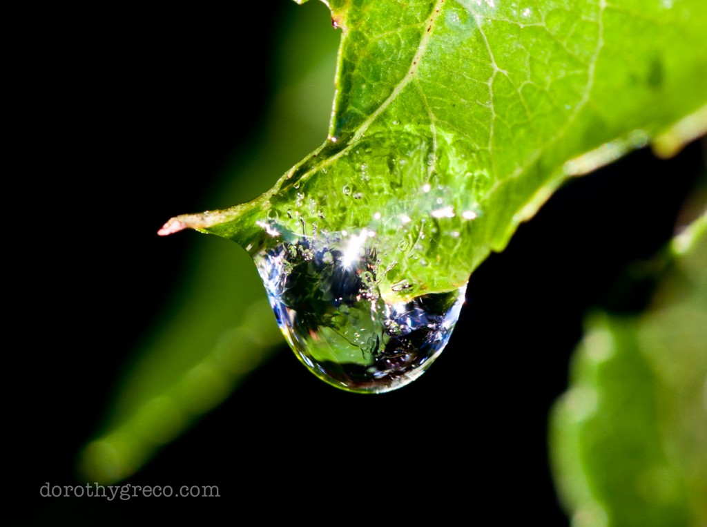 Ice on apple leaf