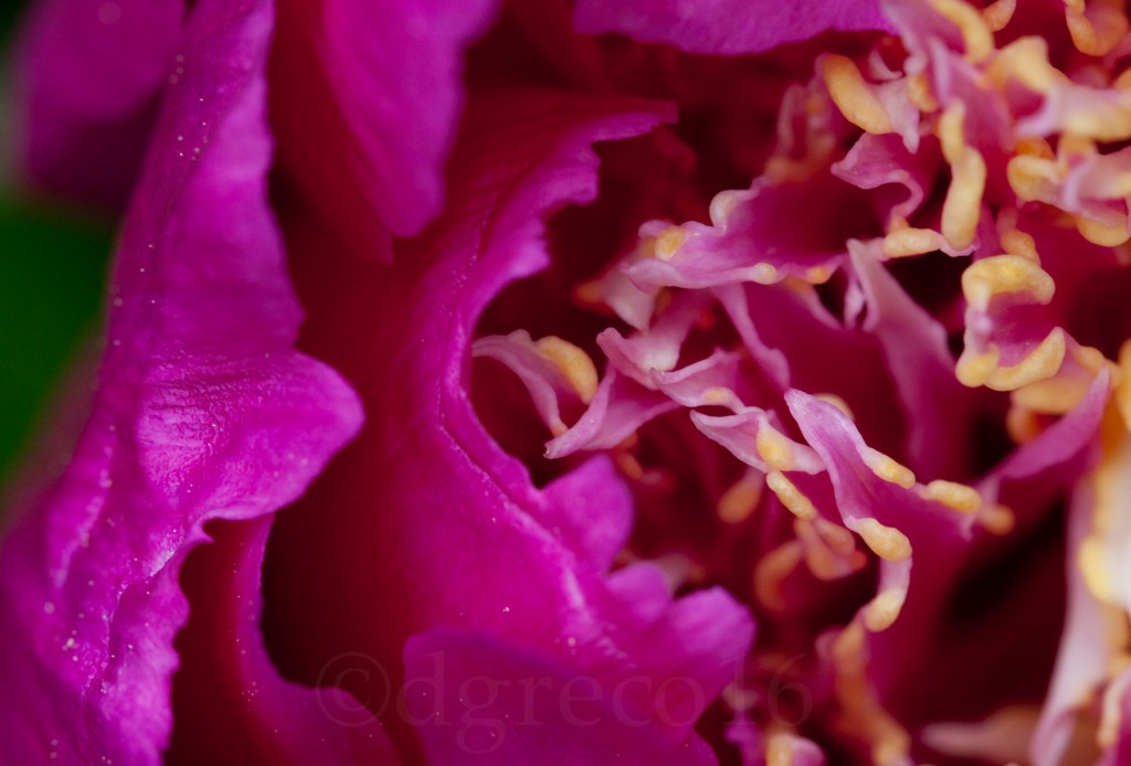 peony-Jun-0614-016-©DGreco