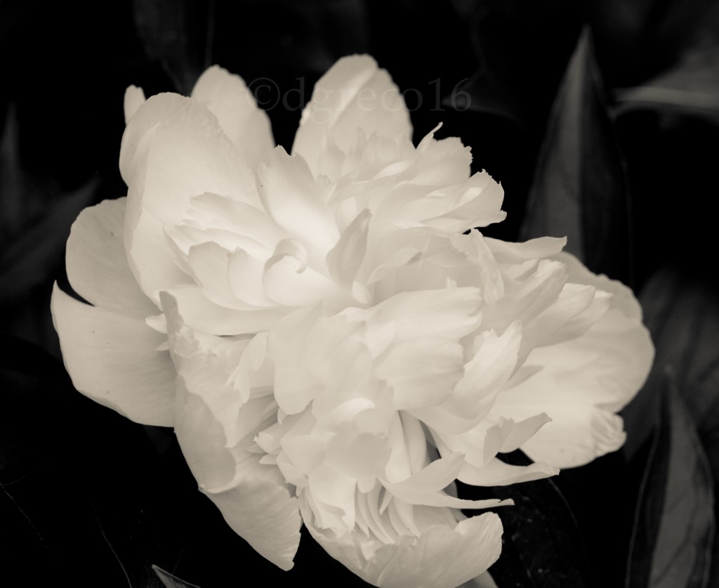 peony-Jun-0614-086-©DGreco-2