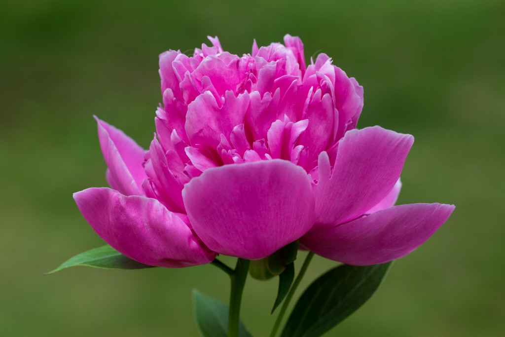 peony-Jun-0616-252-©DGreco