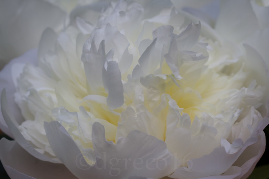 peony15-Jun-0615-010-©DGreco