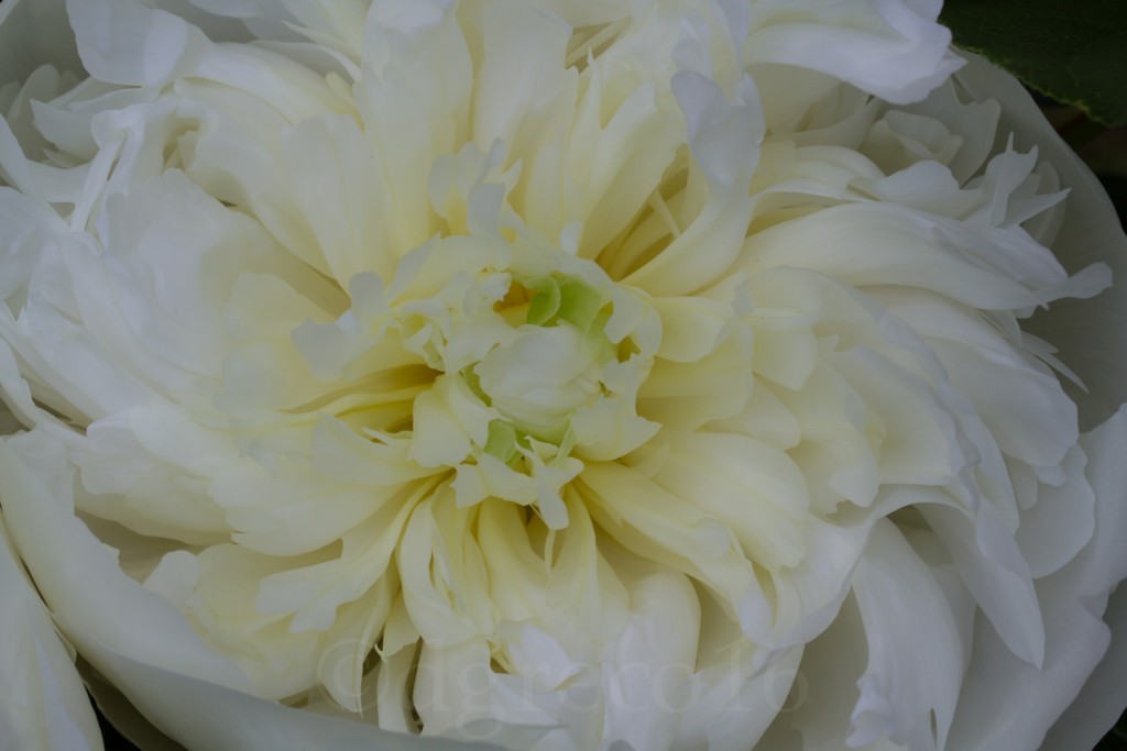 peony15-Jun-0615-051-©DGreco