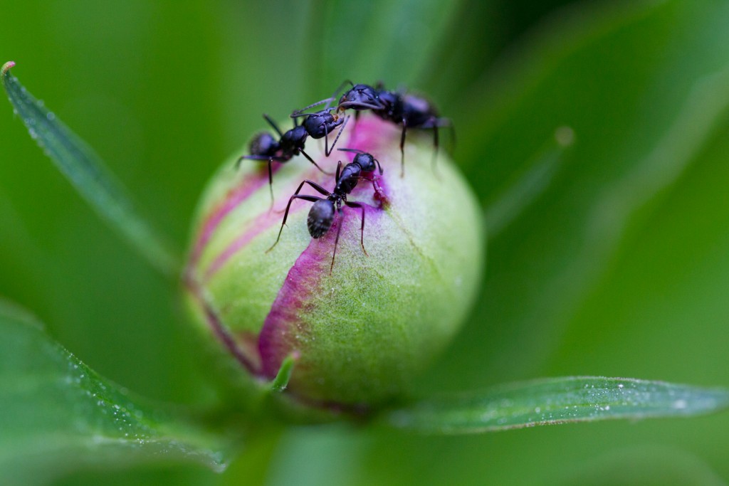 peony15-Jun-0615-063-©DGreco