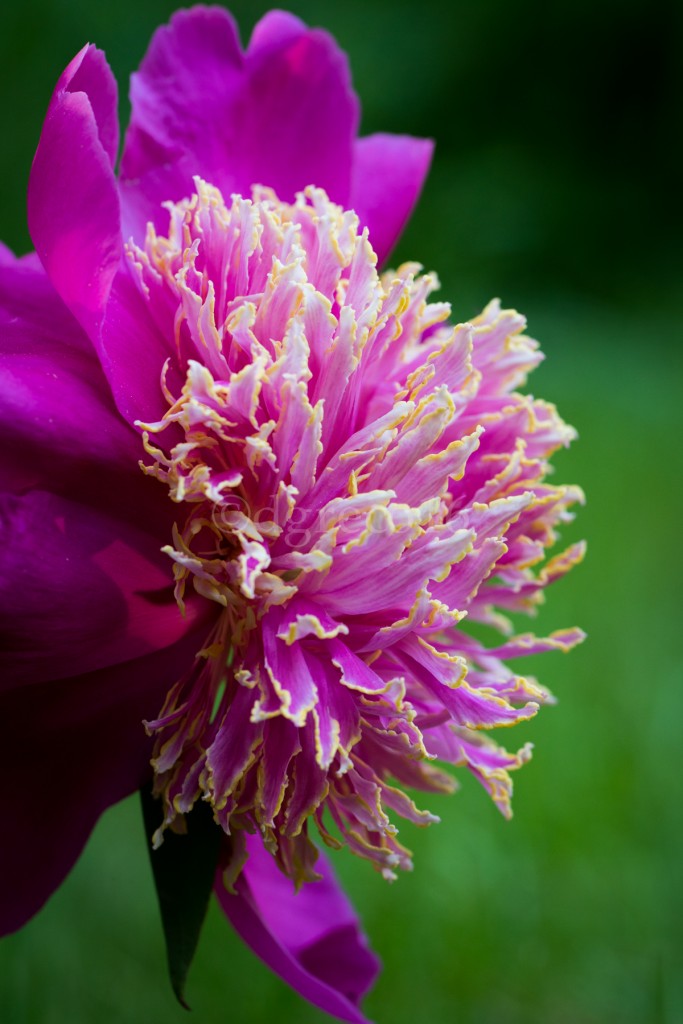 peony16-Jun-0616-063-©DGreco-2