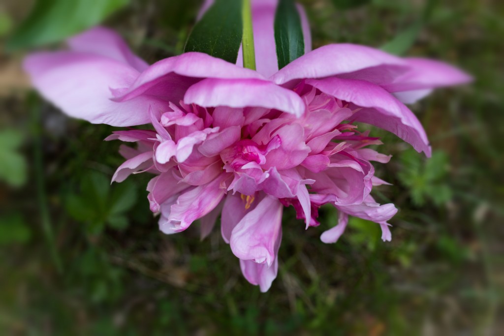 peony16-Jun-0616-540-©DGreco_Snapseed