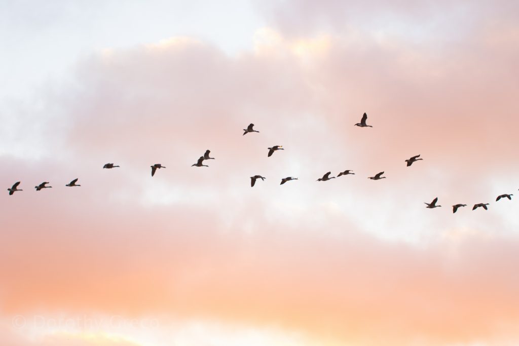 migrating geese