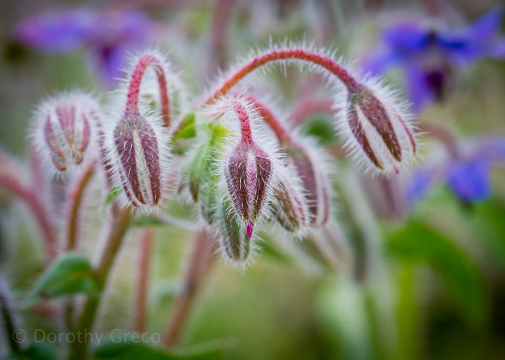 borage