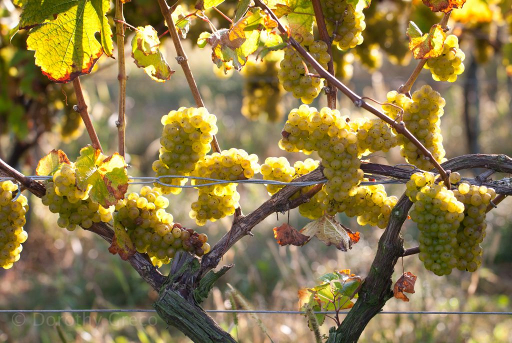 reisling grapes westport