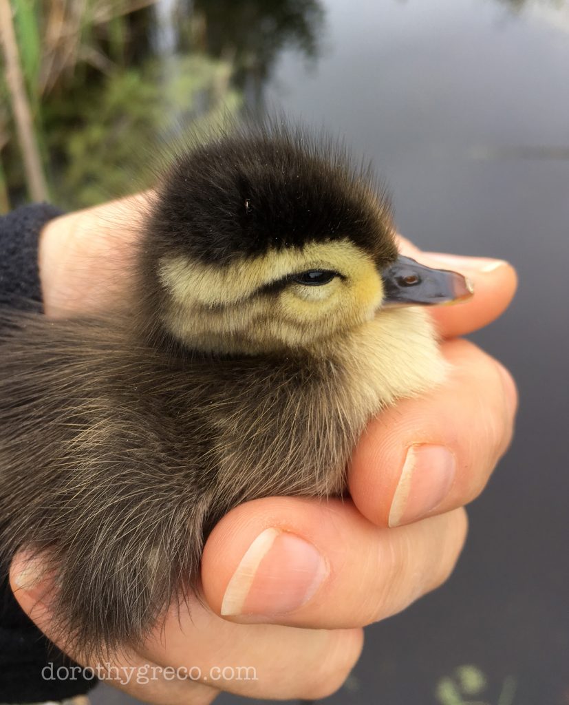 duckling-May-0517-005-©DGreco