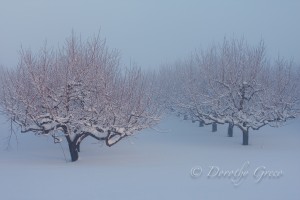 orchard photo