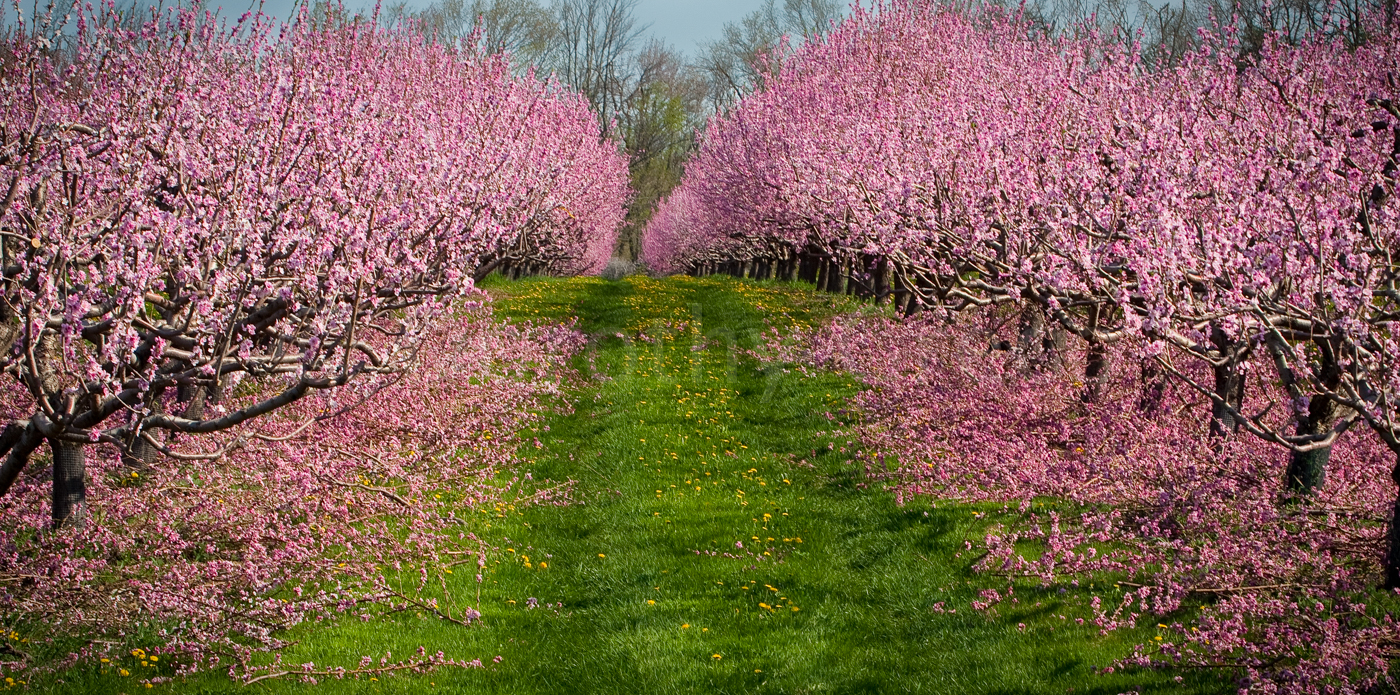 The Orchard Project: One Year in the Life of An Orchard