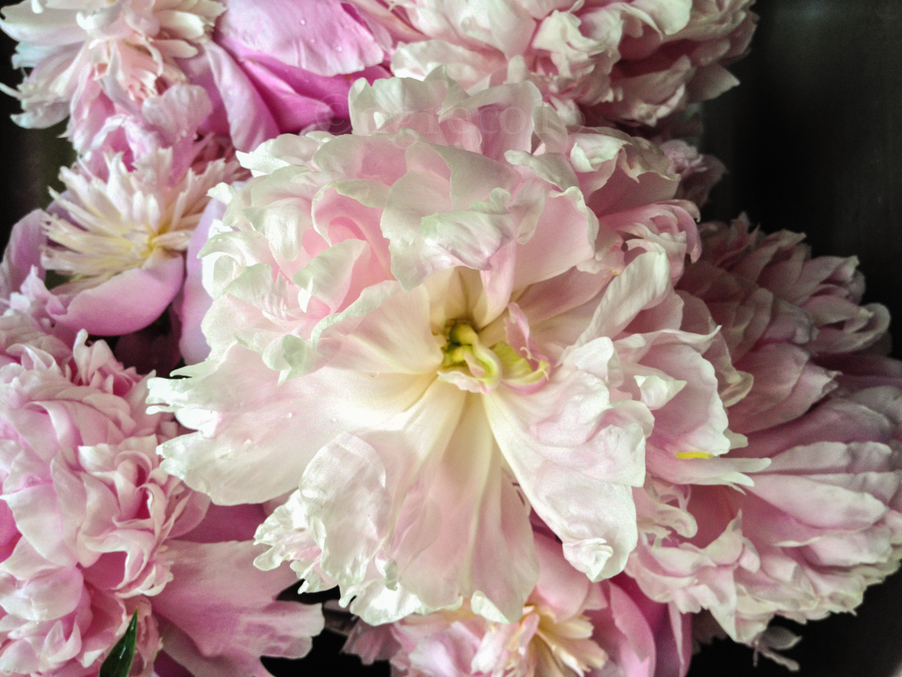 My Love Affair . . . with Peonies