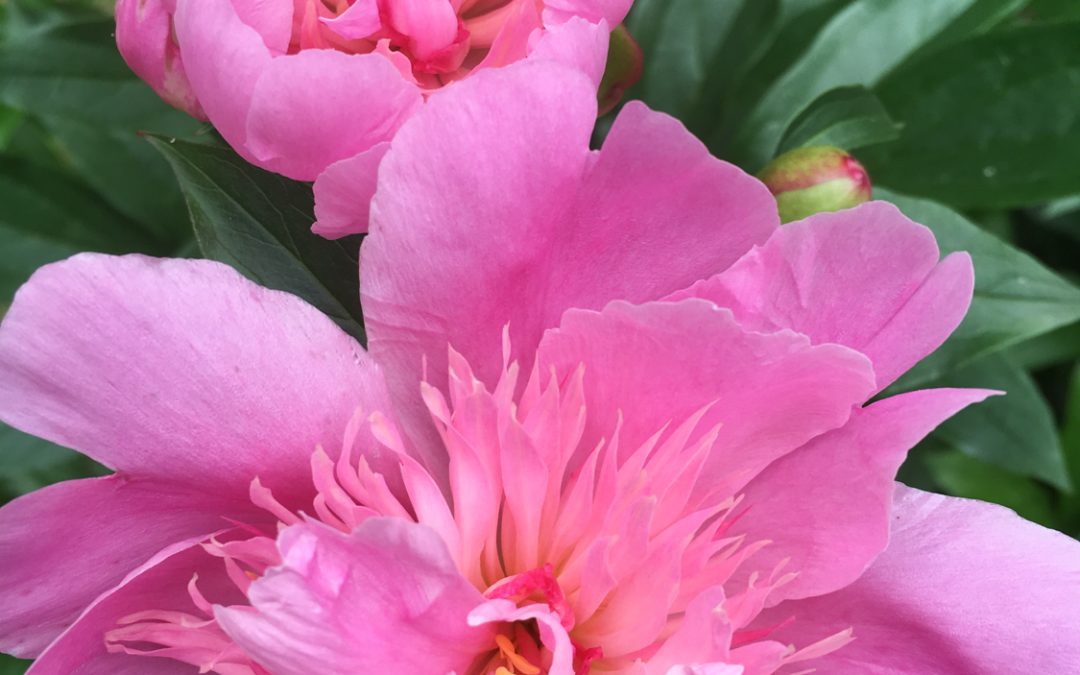 Glorious Peonies