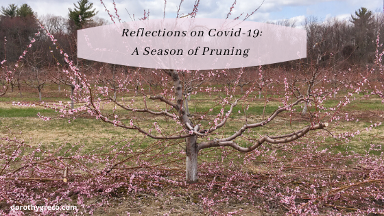 Reflections on Covid-19, Week Eight: Pruning