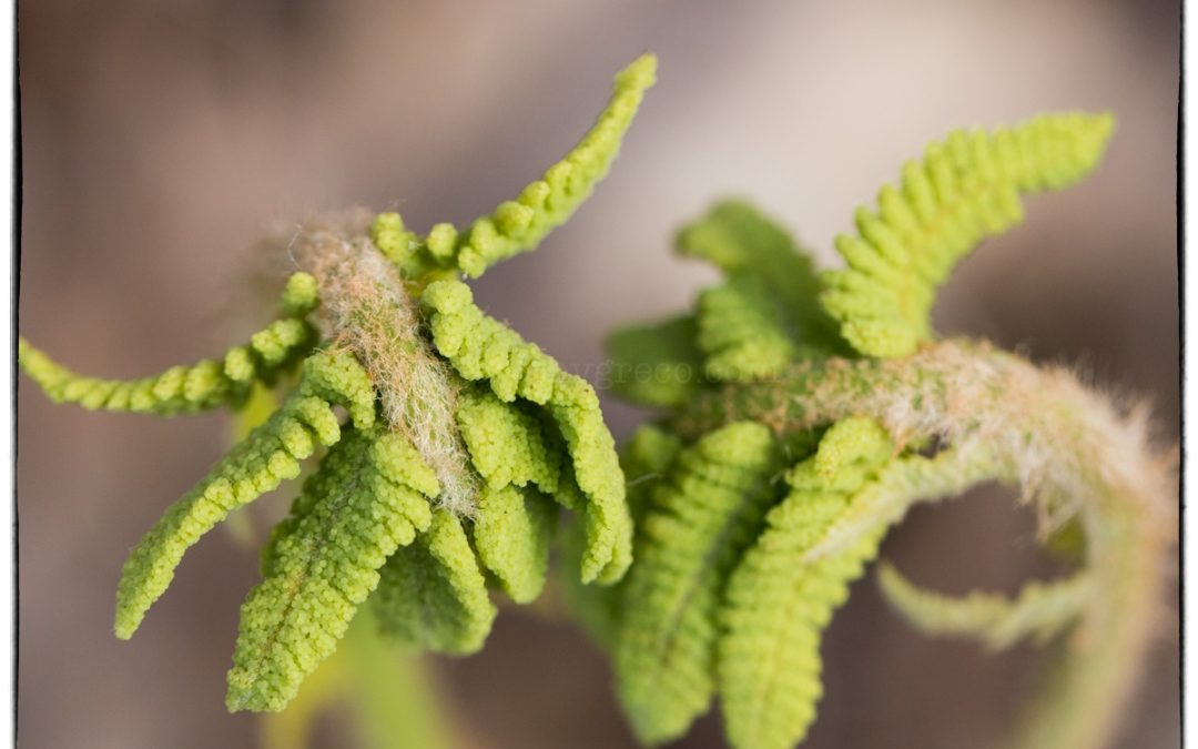 Fabulous Ferns