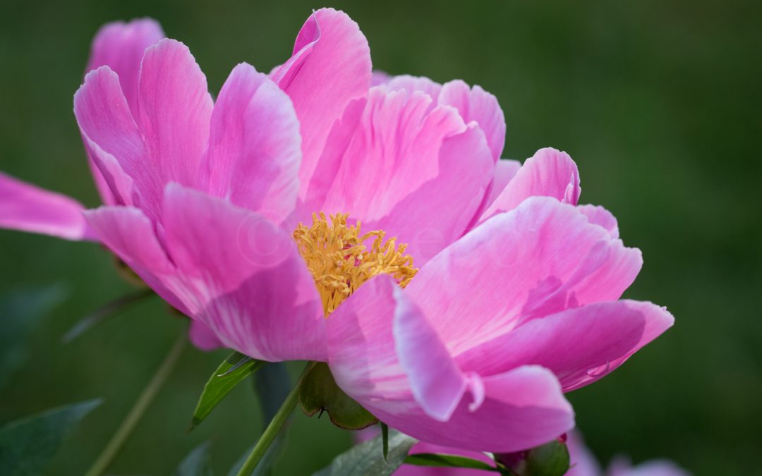 Peonies Pics